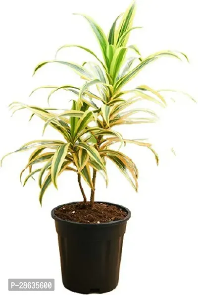 Platone Dracaena Plant Reflexa Song of India-03