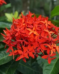 Platone Ixora Mini Red Flowering Plant IXORA MINI RED FLOWERING PLANT-thumb1