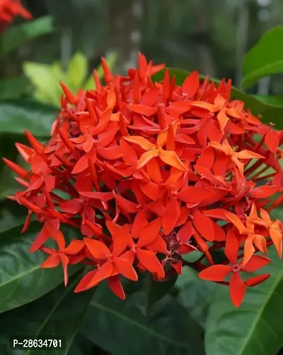 Platone Ixora Mini Red Flowering Plant IXORA MINI RED FLOWERING PLANT-thumb2