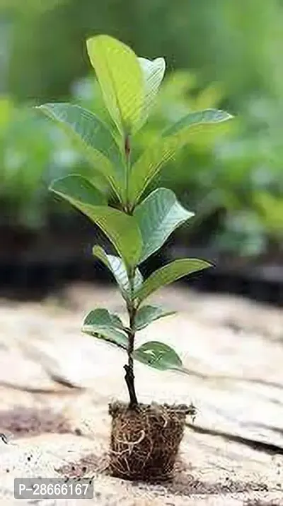 Platone Custard Apple Plant Custard AppleSharifa Plant