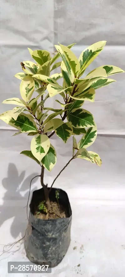 Platone Ficus Plant Ficusplant.