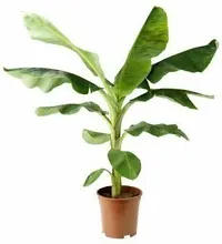 Platone Banana Plant BANANA PLANT OOL-thumb1