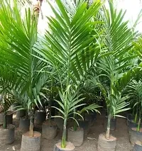 Platone Betel NutSupari Plant Nursery supari plants-thumb1