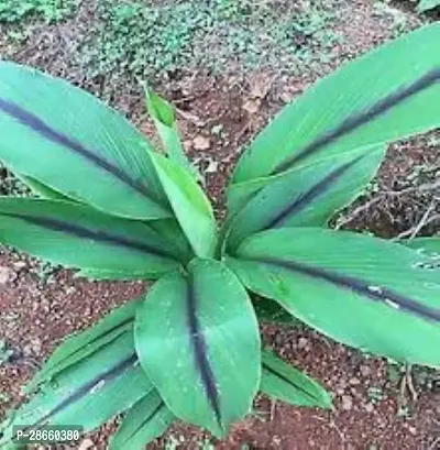 Platone Turmeric Plant kali haldi plant-thumb2