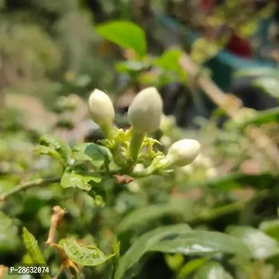 Platone Jasmine Plant Jasmine Crepe Jasmine Chinese Tagor Night Blooming Jasmine Plant Disha-00010366