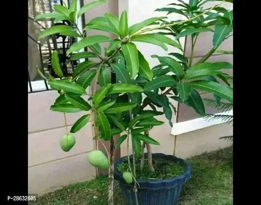 Platone Mango Plant MANGO_JAPANESE_VARIETY_229-thumb0