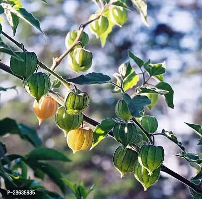 Platone Berry Plant GOLDEN BERRY PLANT-thumb0