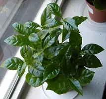 Platone Tea Plant LiveGreen Tea Plant for Indoor-thumb2