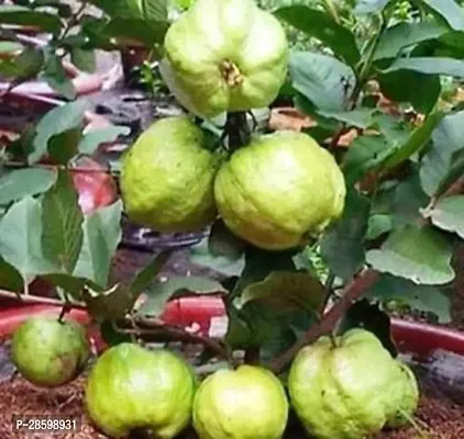 Platone Guava Plant Guava Plant -84480294-thumb0