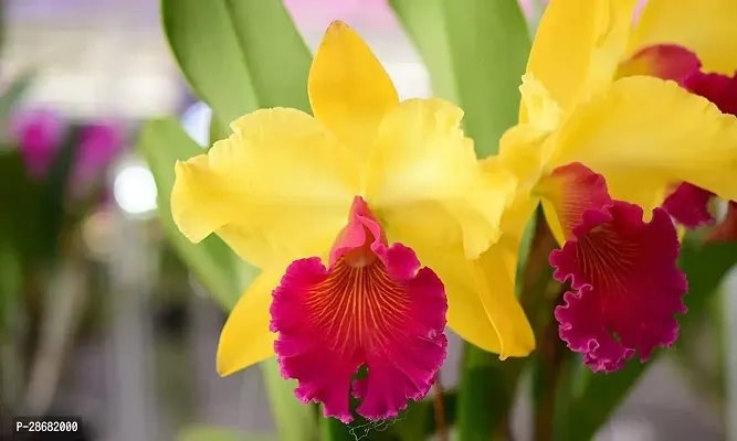 Platone Lily Plant Cattleya Orchid Yellow HYBRIDE