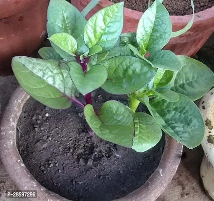 Platone Velvety Green Plant Red Malabar Plant (Pui Saag)