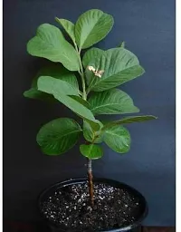 Platone Guava Plant guava plant 5032-thumb1