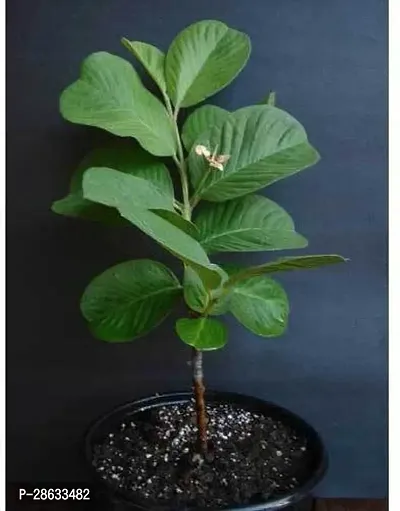 Platone Guava Plant guava plant 5032-thumb2