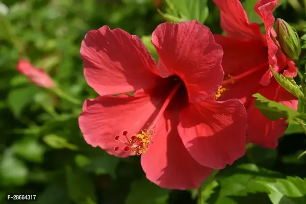 Platone Hibiscus Plant HIBISCUSREDREDSEBBARUTHI LIVE PLANT