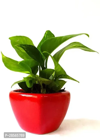 Platone Metallic Money Plant PTOXJ621-thumb0