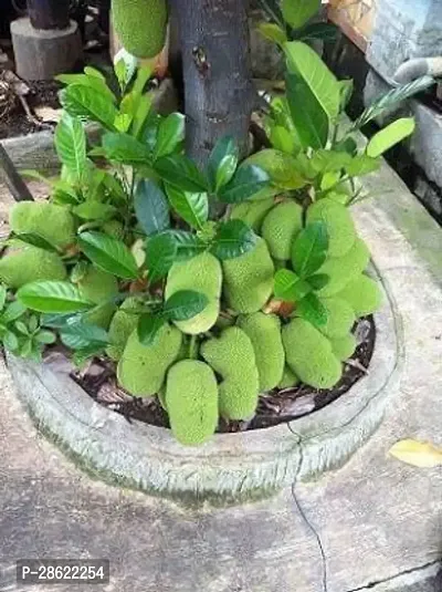 Platone Jack Fruit Plant Kathal Live Plant_2-thumb0