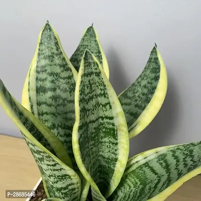 Platone Snake Plant Snake Plant (Medium)-thumb3