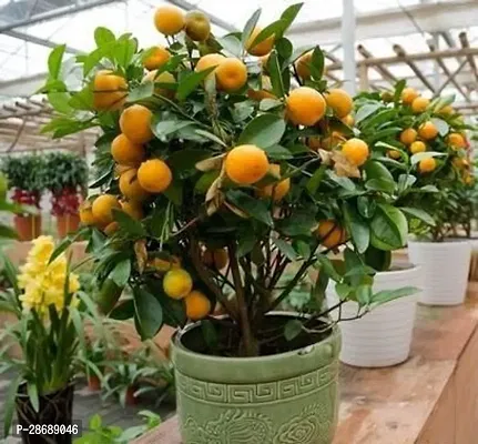 Platone Lemon Plant All Time Lemon