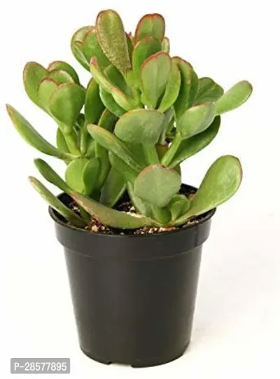 Platone Crassula Plant Crassula Ovata, Jade Succelent Big Leaf Lucky Feng Shui Indoor House and Office Plant with Pot