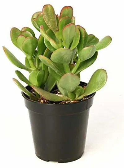 New Arrival Plant & Planters 