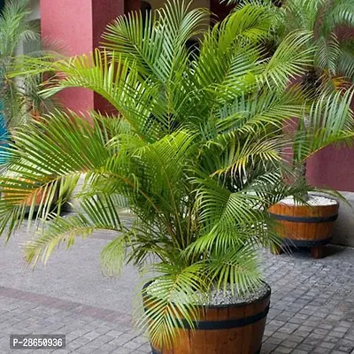 Platone Areca Palm Areca Palm Plant A42-thumb0