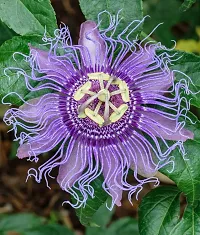 Platone Passion Plant Buy Passion plant-thumb1