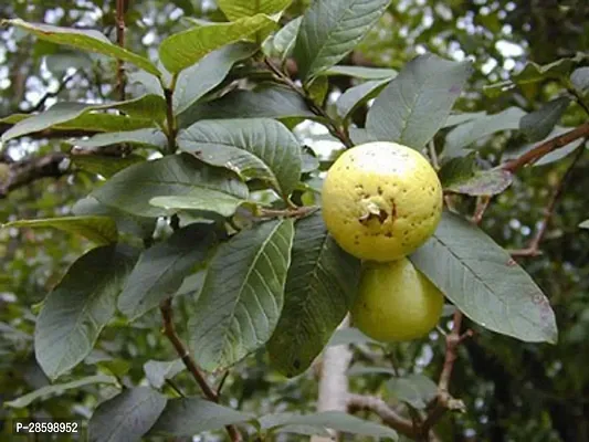 Platone Guava Plant GUAVAVA PLANT VRT55-thumb0