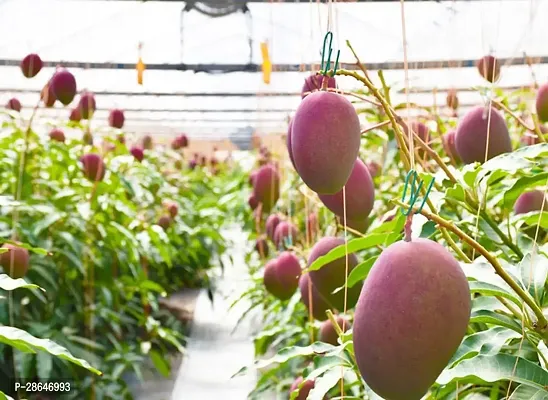 Platone Mango Plant 1q01