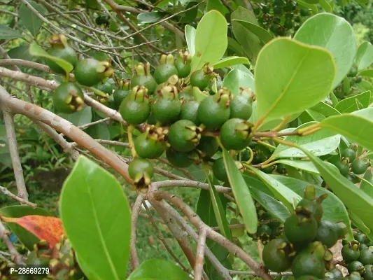 Platone Guava Plant Guava plant1