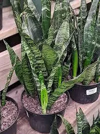 Platone Snake Plant (Trifasciata)plant-thumb1