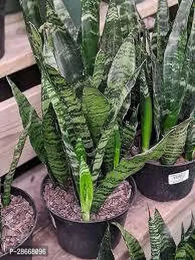 Platone Snake Plant (Trifasciata)plant-thumb2