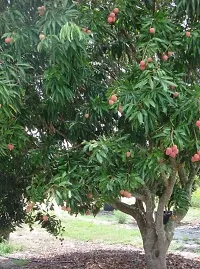 Platone Litchi Plant Cloud litchi plant-thumb1