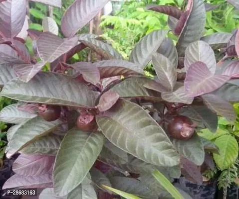 Platone Guava Plant Plant Name: Bonsai High Yielding Dwarf Rare Hybrid APPLE GUAVA Gujava Fruit Live Plant (1 Healthy Live Plant)