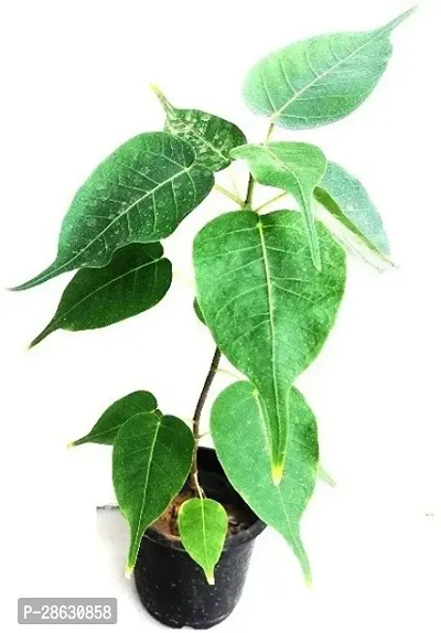 Platone Ficus Plant Peepal TreeFicus Religiosa Plant-thumb0