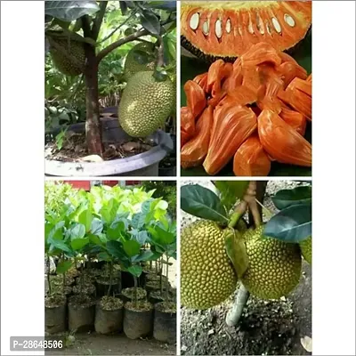 Platone Jackfruit Plant Thai Gumless All Time Red Jackfruit Plant-Grafted( 1 Healthy live plant)-thumb2