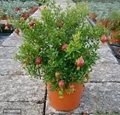 Platone Pomegranate Plant anaar plant 70661-thumb0