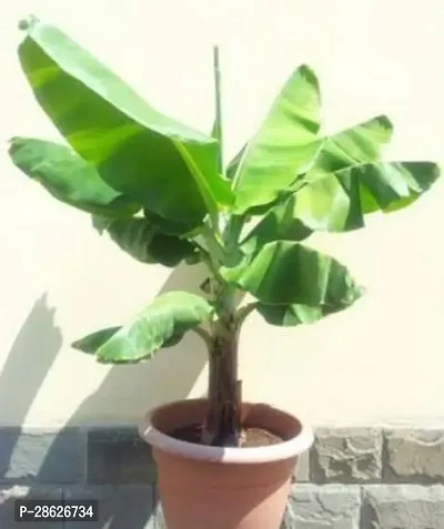 Platone Banana Plant PNBanana plant-thumb0