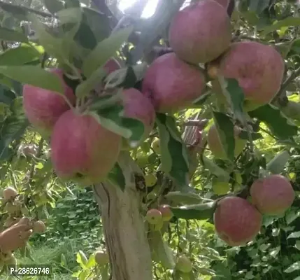 Platone Apple Plant Kashimiry Apple plant Grafted and hybrid plantAS148-thumb0