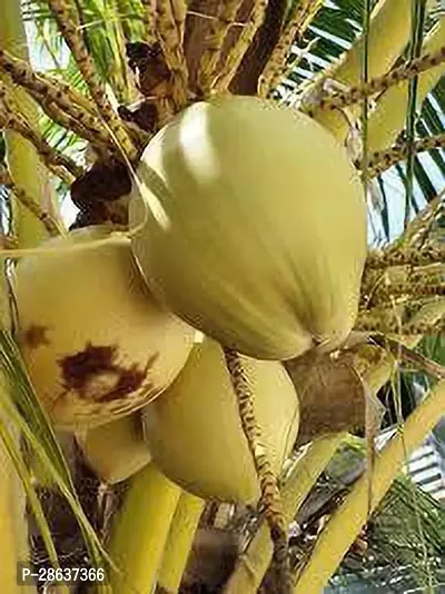 Platone Coconut Plant HYBRID COCONUT 4422-thumb0