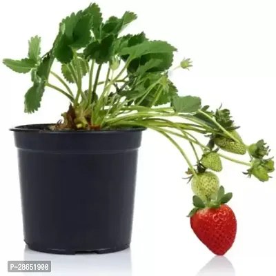 Platone Strawberry Plant strawberry sww69