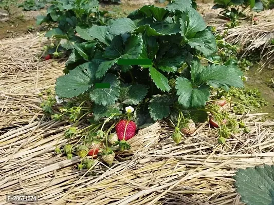 Platone Strawberry Plant Pune variety strawberry plant .-thumb0