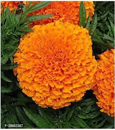 Platone Marigold Plant Marigold Live Flower Plant With Pot