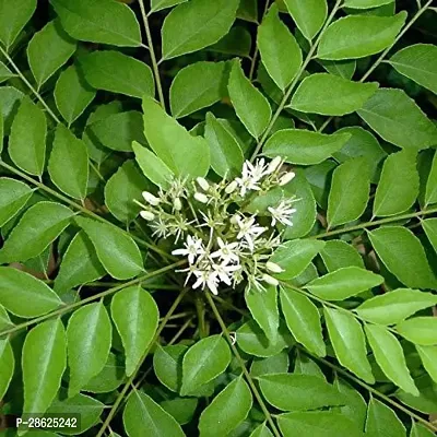 Platone Curry Leaf Plant curry48-thumb0