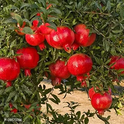 Platone Pomegranate Plant Pomegranate Plant37