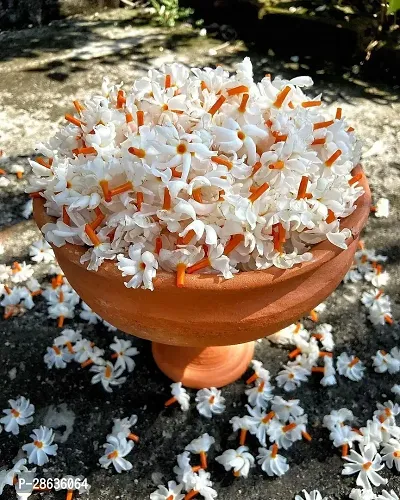 Platone Jasmine Plant Shiuli-thumb2