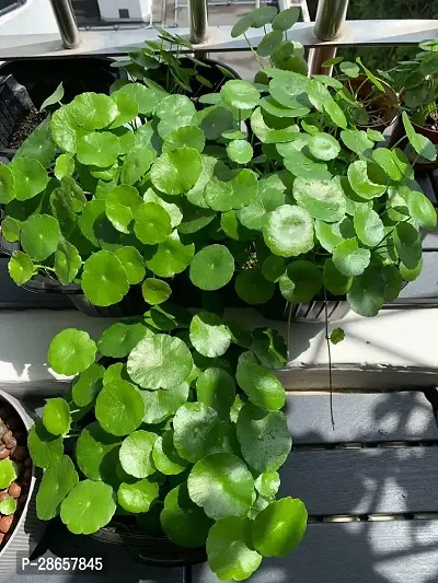 Platone Water Pennywort WATER PENNYWORT-thumb0