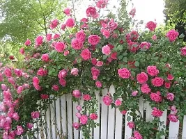 Platone Rose Plant Pink rose climbing-thumb1