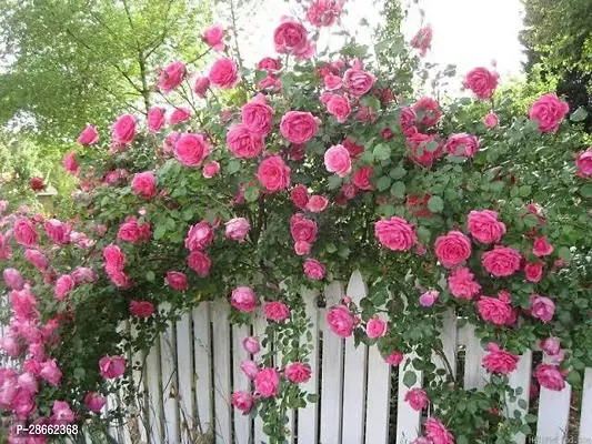 Platone Rose Plant Pink rose climbing-thumb2