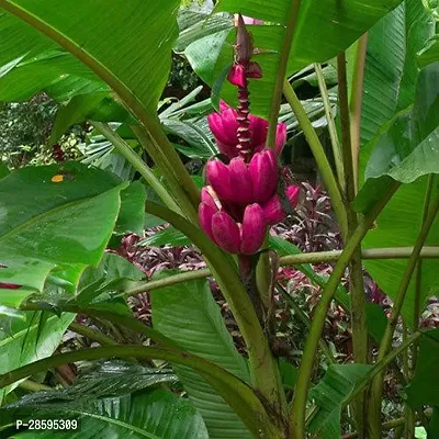 Platone Banana Plant Red banana plant11-thumb2