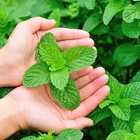 Platone Mint Plant MINT PLANT O98-thumb1